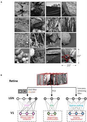 Sub-Optimality of the Early Visual System Explained Through Biologically Plausible Plasticity